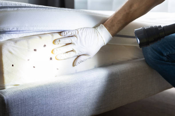 Best Pest Control for Homes  in Rancho Cumonga, CA