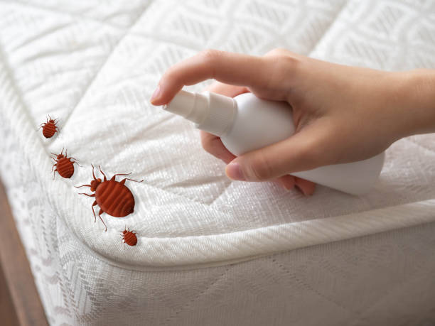 Best Local Pest Control Services  in Rancho Cumonga, CA