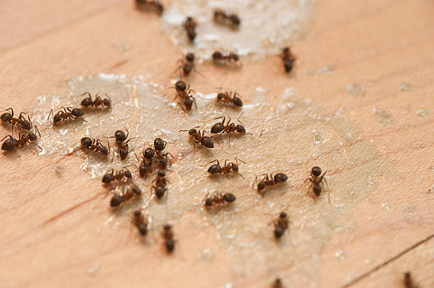 Best Commercial Pest Control Services  in Rancho Cumonga, CA